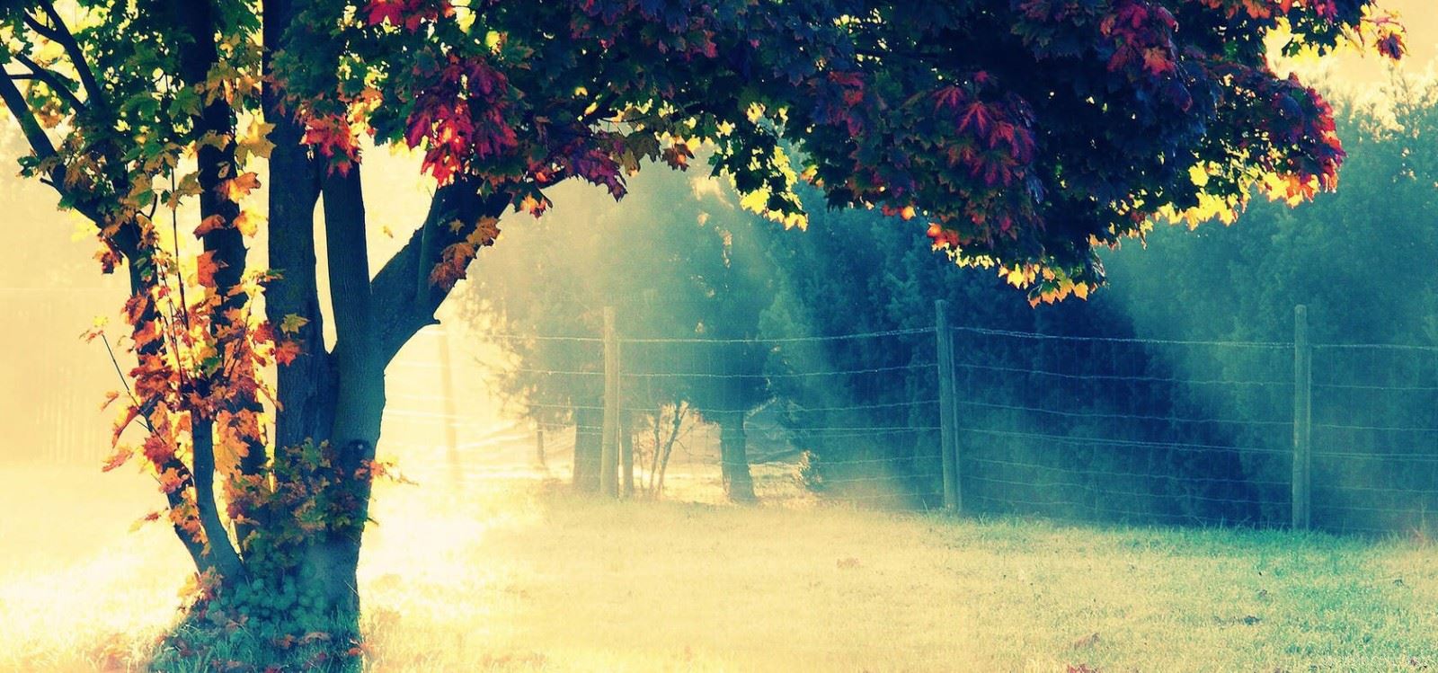 清晨雾色中的秋日风景梦幻桌面壁纸图片第1张
