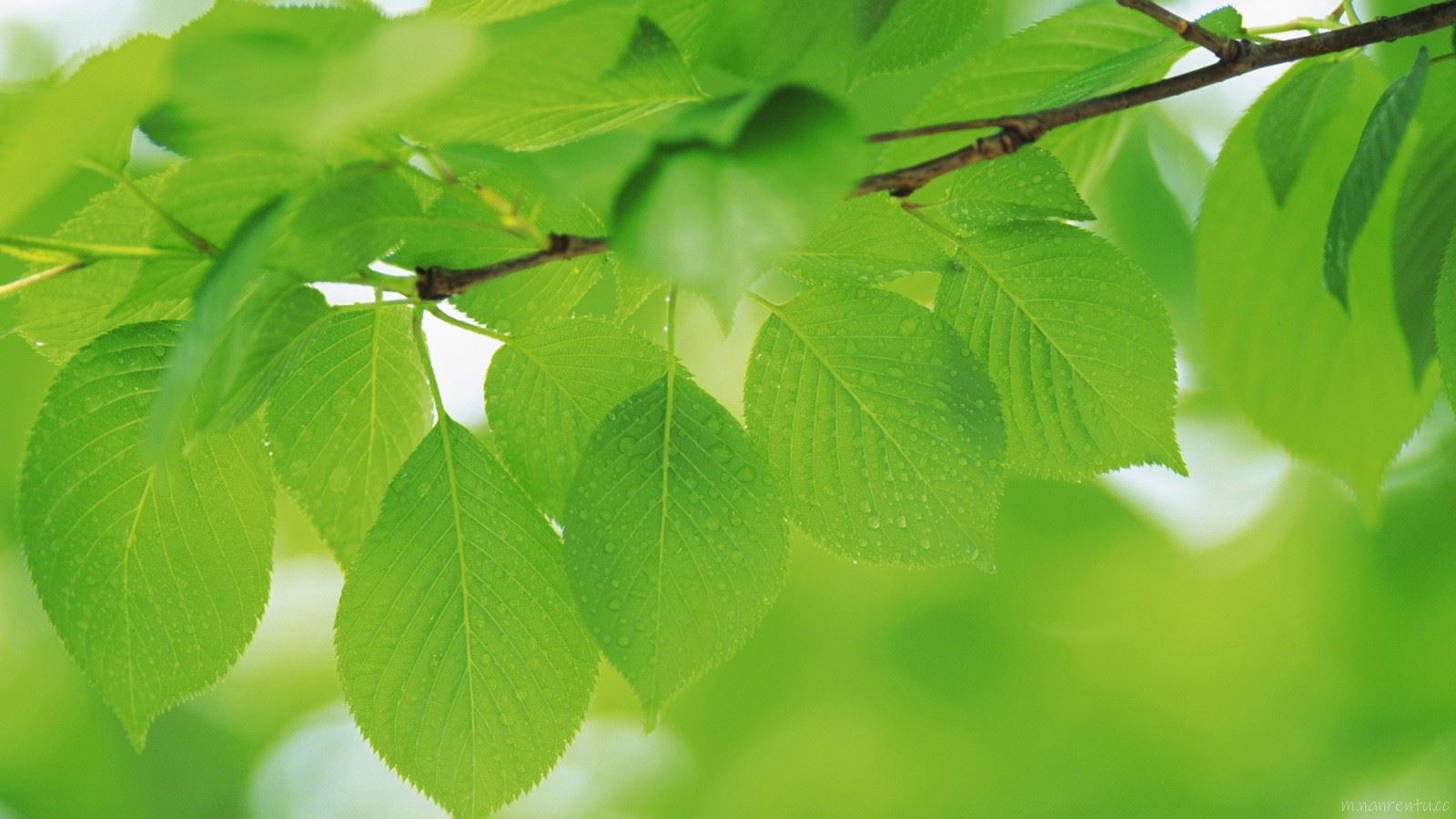 青翠欲滴的绿色树叶高清电脑桌面壁纸图片第1张