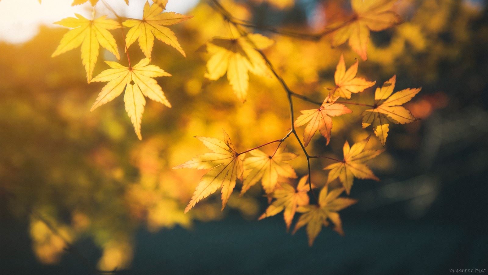 高清秋天风景壁纸图片|树叶变黄秋日来临第1张